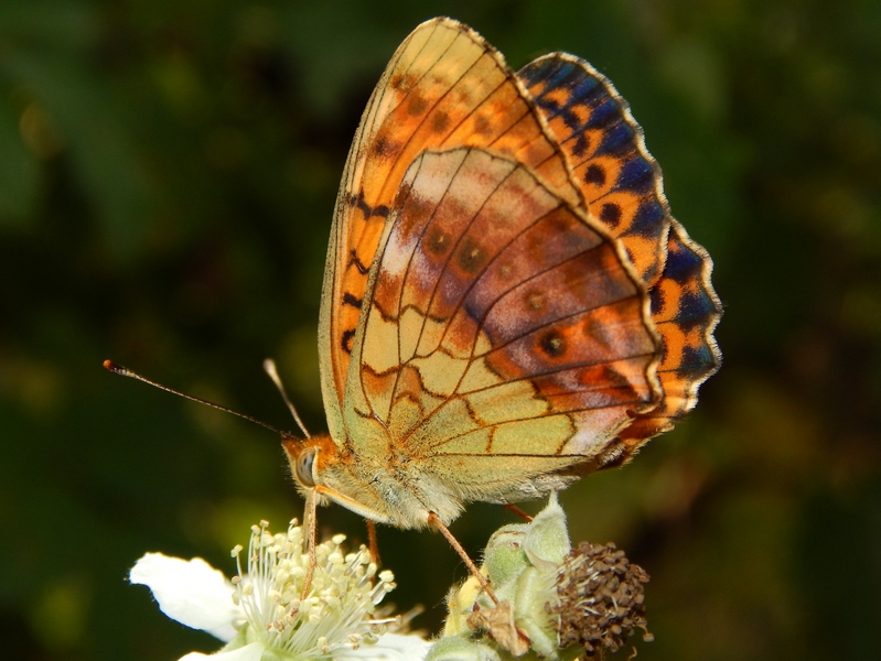 Brentis daphne: parco del ticino